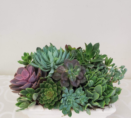 Succulents