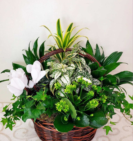 Dish Garden Basket