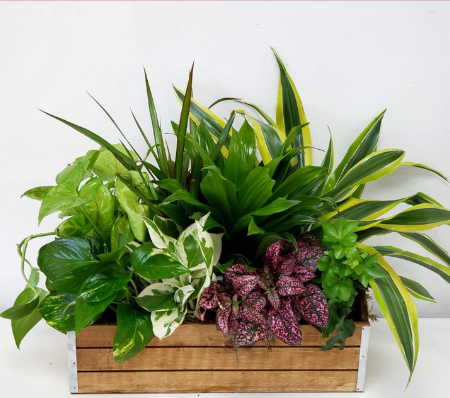 Dish Boxed Garden